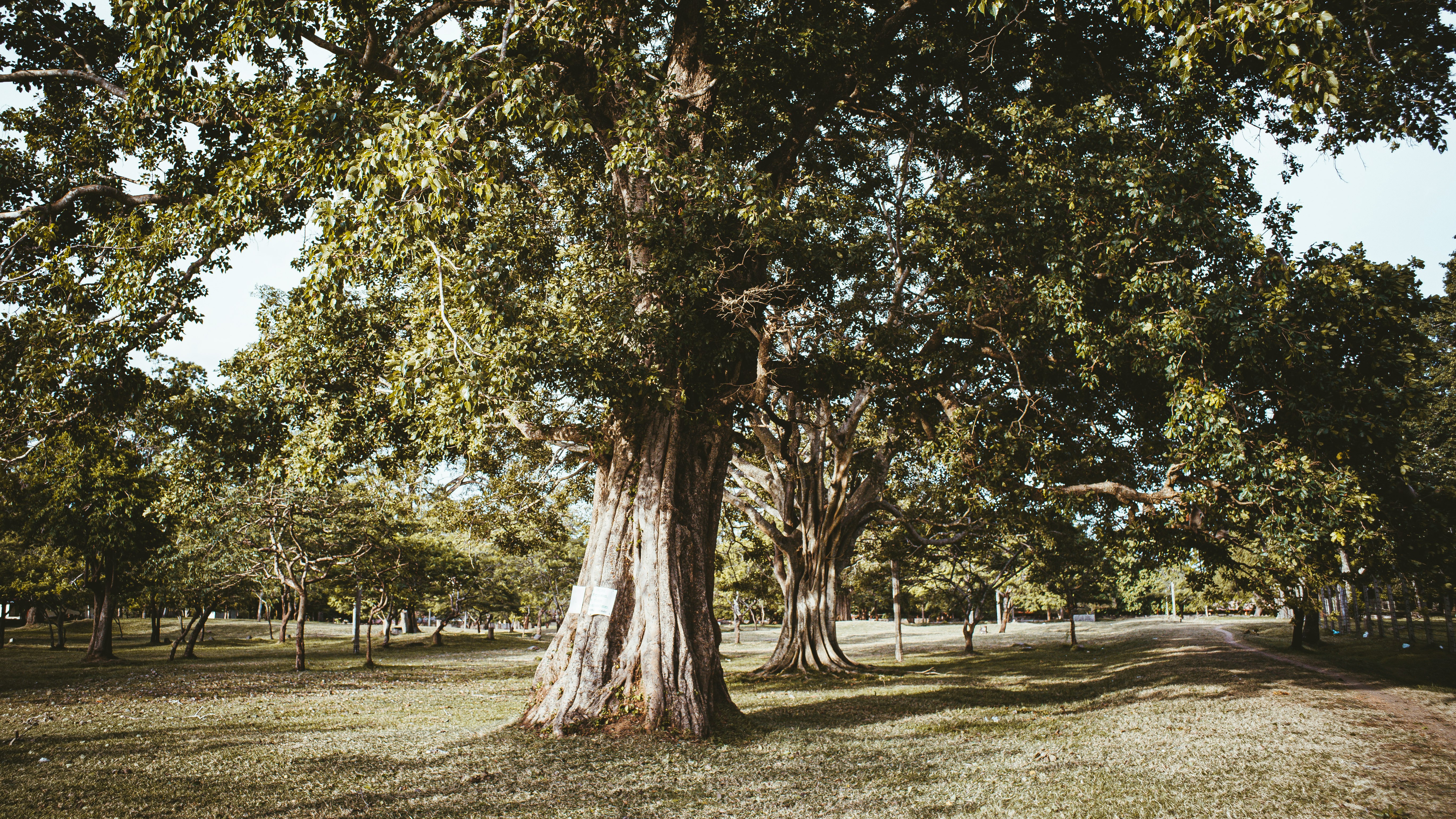 green and brown trees on green grass field during daytime